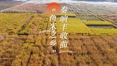 快来湖北，看“鱼米之乡”奏响丰收曲