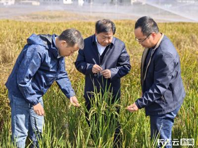 国内首个，降低成本八成以上！“稻功芯一号”研发成功