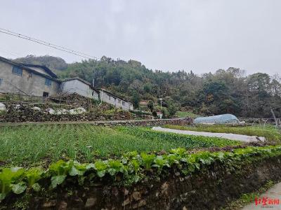 野猪伤人致死事件背后：狩猎队未曾向林业局报备 岚皋县林地多分布广 居民“靠山吃山”