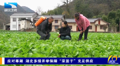 应对寒潮 湖北多措并举保障“菜篮子”充足供应