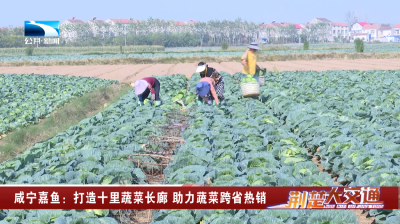 咸宁嘉鱼：打造十里蔬菜长廊 助力蔬菜跨省热销