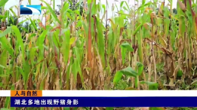 湖北多地出现野猪身影