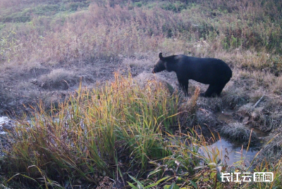 十堰竹溪：几十种珍稀野生动物频频出镜