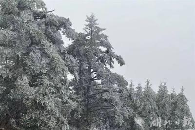 下雪啦！湖北多地“喜提”雪景模式