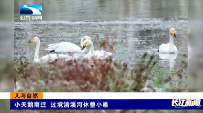 人与自然 | 小天鹅南迁 过境清溪河休整小歇