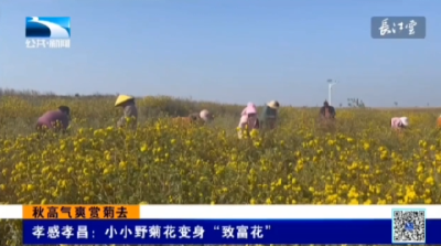 孝感孝昌：小小野菊花变身“致富花”