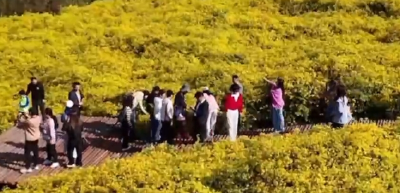 襄阳谷城：野菊花铺就农旅融合金色“致富路”