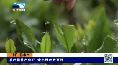 “荆”彩市州｜茶叶飘香产业旺 走出绿色致富路