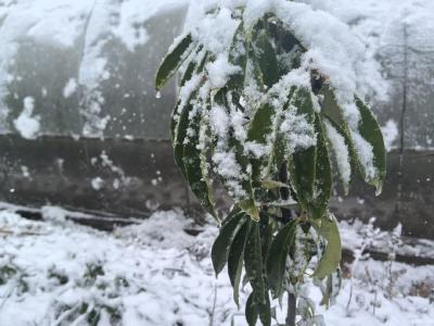 今日湖北多地雪景“上新”！寒潮预警持续生效中