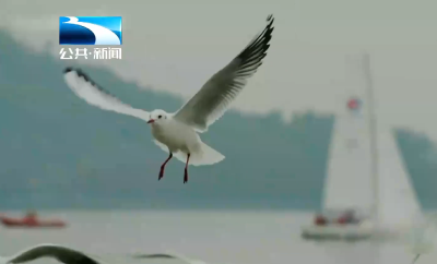 人与自然丨限时两个月！到武汉东湖看300只海鸥伴飞奇观