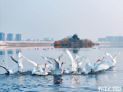 湖北红安：金沙湖国家湿地公园首次发现成群小天鹅