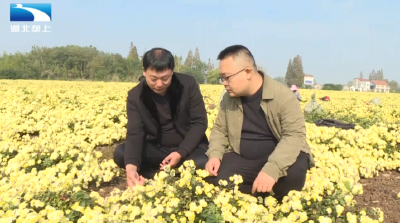 摘菊花收菠菜 冬日湖北好“丰”景