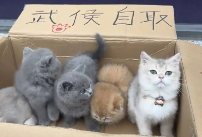 “免费领养”猫咪也会遇到套路“猫贷”？律师：签协议要小心