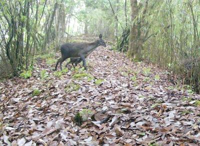 十堰堵河源首次拍到国家一级重点保护野生动物林麝溜娃