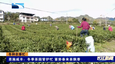 恩施咸丰：冬季茶园管护忙 蓄势春来茶飘香