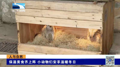 人与自然｜保温美食齐上阵 小动物们安享温暖冬日