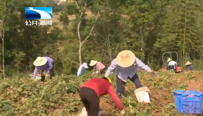 荆门东宝：打造红薯全产业链 让乡村富民更添“薯”光