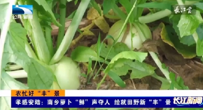 孝感安陆：南乡萝卜“鲜”声夺人   绘就田野新“丰”景