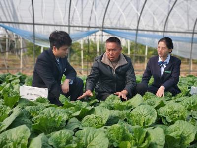 邮储银行咸宁市嘉鱼县支行托稳百姓“菜篮子”