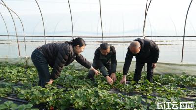 襄阳宜城：农技专家田间献策 力保果蔬安稳越冬