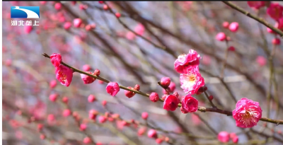 春到湖北丨梅花迎春俏 飘香春意浓