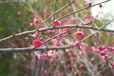 湖北老河口：梅林盛放 一城暗香来