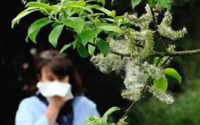 预防花粉过敏，可提前2~4周用药 | 科普时间