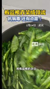 “板蓝根青菜”武汉开卖，味道有点甜，力压春菜“顶流”香椿成春菜界新宠！