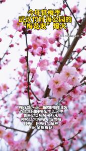 今年赏梅季，武汉竹叶海公园的 “梅花坡”爆火