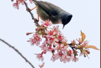 学习新语·春节｜“阳和启蛰，品物皆春”