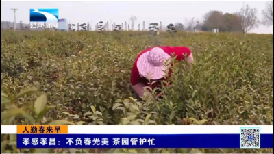 孝感孝昌：不负春光美 茶园管护忙