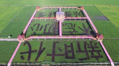 学习·故事丨海兰江畔稻花香 习近平田间考察记