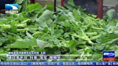 建始：春菜上新！ 5万亩油菜薹搭上电商“快车”