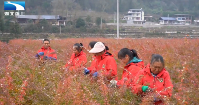 乡村振兴看湖北：年销破2亿 小伙花丛中开辟致富路