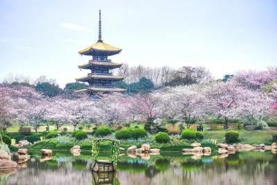 春暖花开！湖北这些宝藏赏花地等你来pick……