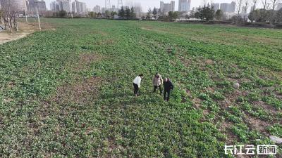 襄阳宜城：科技赋能农作物田管 助力粮食丰产丰收