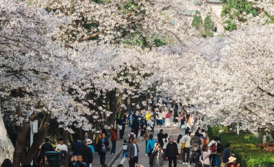 今天，雷军回武汉看樱花了！