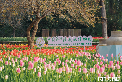 50万株郁金香晕染春日调色盘 武汉植物园马卡龙色阶花园盛放