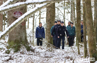 湖北3100余名森林警长对全省古树名木挂牌保护