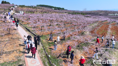 春日经济升温｜湖北随县：六万亩桃花竞相绽放 花漾春日醉游人