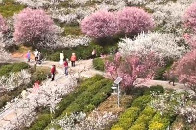 风和日暖  春天就该徜徉在花海里~