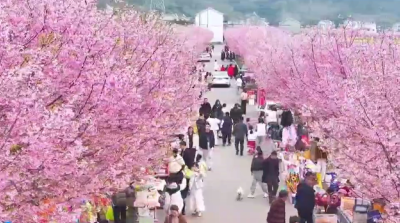 二十四节气里的长江文化｜百花争艳染春色 嫩柳拂风迎春分