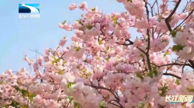 荆门沙洋：学子邂逅油菜花海 沉浸式体验田园风光