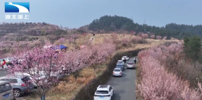 花信絮语 湖北春日有约：春花浪漫引客来