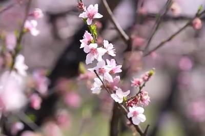 赏花地图一键送达！带你开启“花”样旅行