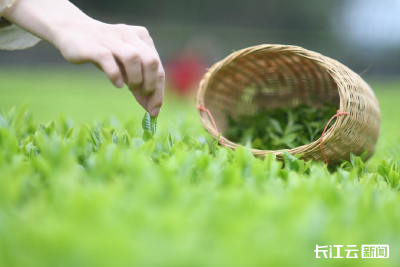 恩施：名优茶出省 大宗茶出海