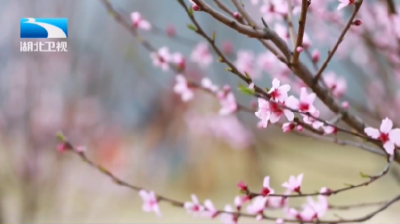 烂漫春光好 湖北赏花经济升温