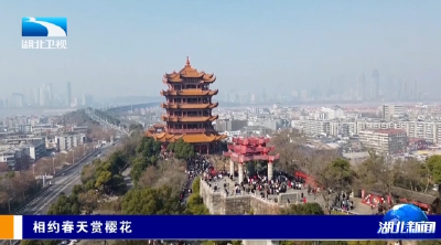 相约春天赏樱花 | 赏樱香港专列团助力湖北入境游持续火热