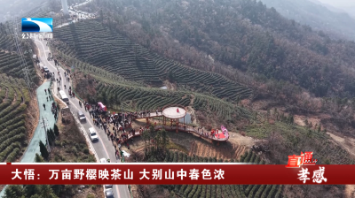 孝感大悟：万亩野樱映茶山 大别山中春色浓