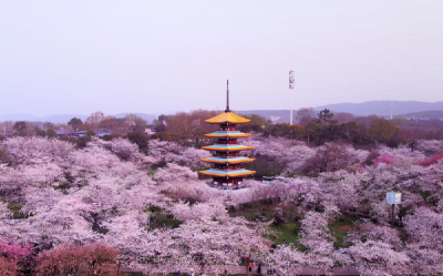 樱花树下吹洞箫，武当杰克喊你一起来东湖赏樱花